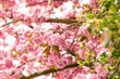 pink cherry blossom in spring,Beautiful pink cherry blossom, Sakura flower at full bloom, soft focus on the pink cherry bloom, background with sakura flower 