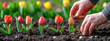 Hands planting tulip bulbs in soil spring gardening