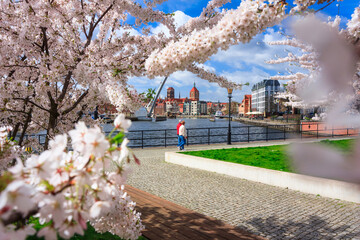 Wall Mural - Spring flowers blooming on the trees over the Motlawa river in Gdansk. Poland