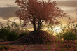 blooming japanese cherry tree on hill and meadow field. 3D Rendering