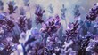 Vibrant purple lavender flowers close-up
