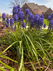 Wall Mural - Blue hyacinth in the home landscape in spring with bokeh