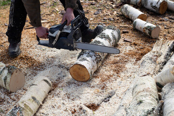 man sawing a birch trunk with a chainsaw.