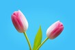 tulips on blue background