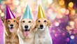 cachorros usando chapéu colorido comemorando aniversário