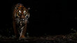 A majestic tiger walking slowly towards the camera, dark mystical background, powerful mammal