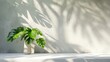 green monstera in sunlight, shadow of leaves on a white exterior wall in the background generative ai