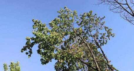 Wall Mural - a maple tree with green foliage in the spring season , green foliage on a maple tree on a sunny day