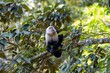 White faced capuchin, Cebus imitator, in a tree