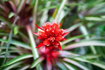 Wall Mural - Inflorescence of Guzmania zahnii