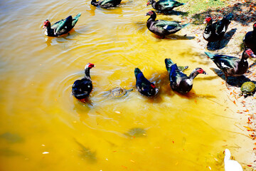 Wall Mural - duck, ibis, and turtle are swimming and fight for food in a pond