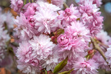 Fototapeta Miasto - Beautiful pink Sakura flowers in spring season under blue sky. Floral background