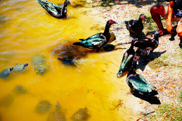 Wall Mural - duck, ibis, and turtle are swimming and fight for food in a pond