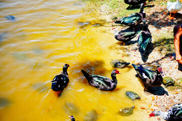 Wall Mural - duck, ibis, and turtle are swimming and fight for food in a pond