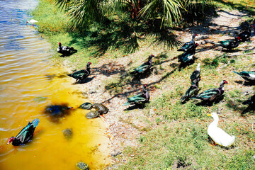 Wall Mural - duck, ibis, and turtle are swimming and fight for food in a pond