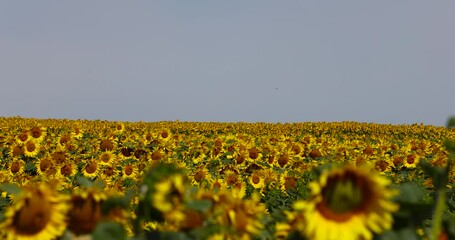 Wall Mural - yellow sunflowers during flowering, a field with sunflowers during flowering and pollination by insect bees