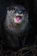 Otter (Lutra Lutra) and her cuteness and her funny face