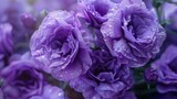 Here's a close-up photo of some violet eustoma flowers. It's a really detailed shot, showing them up close
