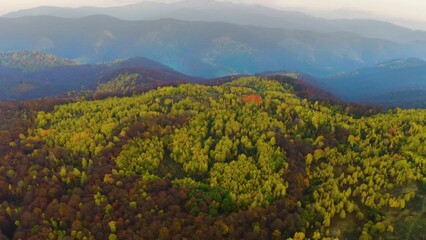 Poster - Bird's eye view of the Carpathians in autumn, a drone flies over Ukraine. beech, birch and conifer forests of fantastic color, dirt roads for travel