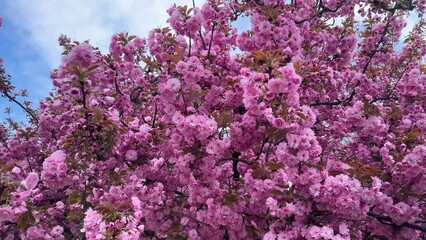 Wall Mural - bright picturesque color of sakura, delicate petals against the background of the spring sky of Ukraine. This tree is becoming increasingly popular in Europe in cities and parks.