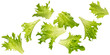 Falling frize salad leaves isolated on white background