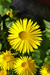 Closeup of the yellow garden flower Doronicum in sunlight
