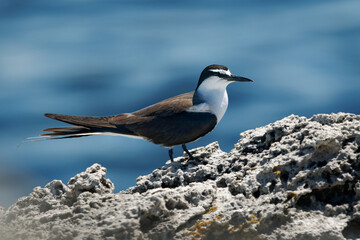 Wall Mural - Bridled Tern - Onychoprion anaethetus  seabird of Laridae, bird is migratory and dispersive, wintering widely through the tropical oceans, Atlantic subspecies melanopterus breeds in Mexico