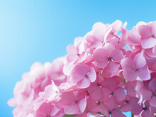 Light Blue Background Highlights The Beauty Of Pink Hortensia Flowers, Offering Space For Text
