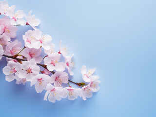 Wall Mural - Cherry blossoms create a scenic view on blue background