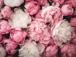 A vibrant backdrop showcases a profusion of white and pink peonies