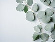 On a paper background, eucalyptus leaves create a natural display