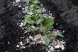 eggshell fertilizer for vegetable garden, root feeding, crop pest protection