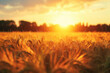 Sunset Over a Wheat Field, Creating a Golden Blanket of Cereal Crops