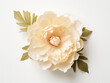 Beige peony positioned in flat lay style against white backdrop