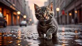 Fototapeta Uliczki - A kitten walks through a puddle after a flood
