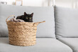 Wicker basket with cute black cat on sofa in living room