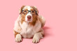 Funny Australian Shepherd dog with eyeglasses lying on pink background