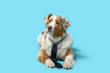Adorable Australian Shepherd dog with tie lying on blue background
