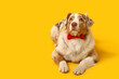 © Pixel-Shot - Adorable Australian Shepherd dog with bow tie lying on yellow background