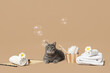 Cute grey cat lying near spa supplies, soap bubbles and flowers on brown background