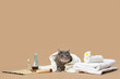 Cute grey cat with white towels and cosmetic products on brown background