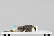 Cute cat, cosmetic products, spa stones and flowers on table near grey wall