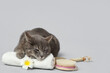 Cute cat with towel, massage brushes and plumeria on grey background