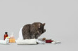 Cute cat with white towel sitting near cosmetic products, pumice, massage brush and flowers on grey background