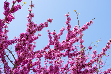 Sticker - Purple cercis chinensis outdoors， Chinese redbud in spring garden.