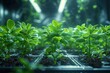 Zero-gravity hydroponics space station orchard