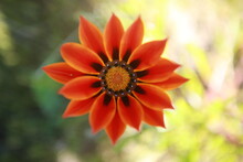 Orange Wildflower, African Daisy, California Springtime