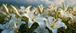 A Radiant Cluster of White Lilies Majestically Soaring, Illuminating the Scene with Timeless Beauty and Serenity, Capturing Nature's Poetic Symphony in a Harmonious Dance of Light and Petals