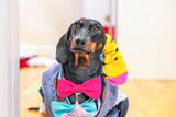 Fototapeta Zwierzęta - Funny dachshund dog with sock on his ear, wearing lot of multi-colored multi-layered clothes, stylish bow tie, ridiculous image of shopaholic Combination of things in wardrobe, stylist, fashion trend