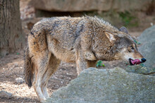 Red Wolf In The Zoo Licking Lips